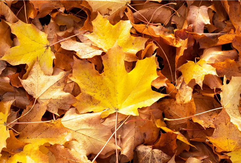 Herbstlaub Herbstlaub