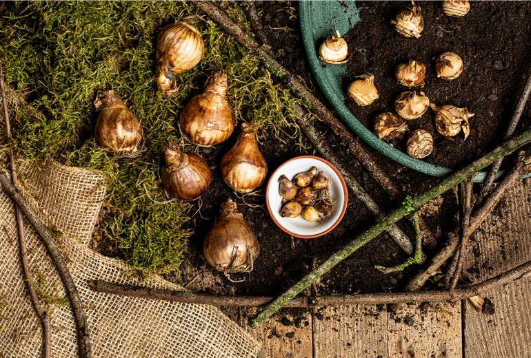 Verschiedene Blumenzwiebeln