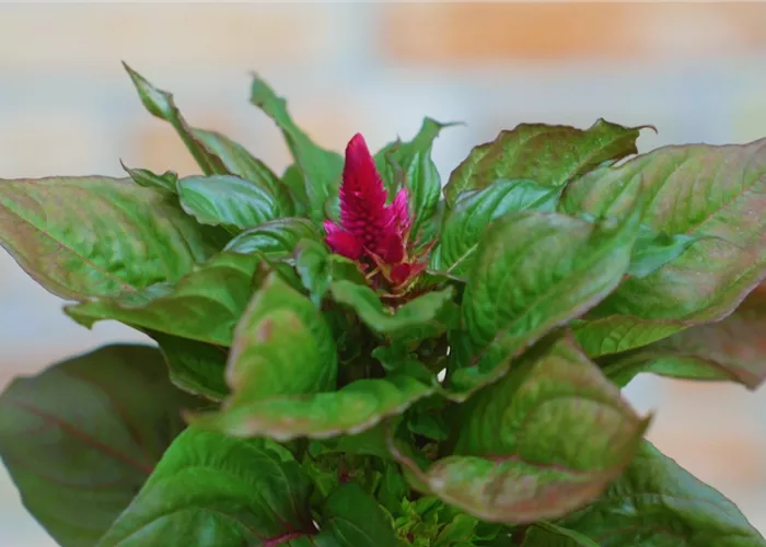 Silberbrandschopf - Einpflanzen in ein Gefäss Silberbrandschopf - Einpflanzen in ein Gefäss