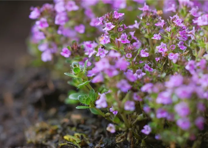 Rosenthymian - Einpflanzen im Garten Rosenthymian - Einpflanzen im Garten