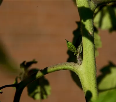 Wie machst du das? - Tomaten ausgeizen Wie machst du das? - Tomaten ausgeizen