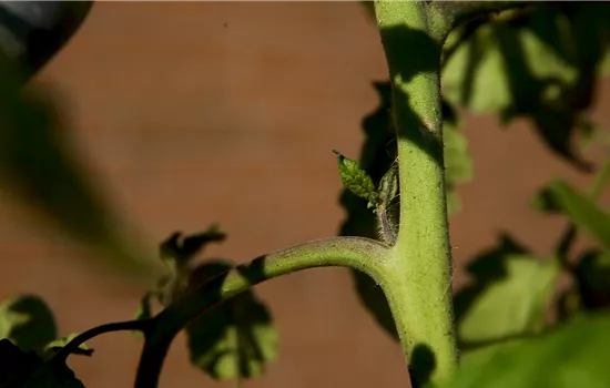 Wie machst du das? - Tomaten ausgeizen Wie machst du das? - Tomaten ausgeizen