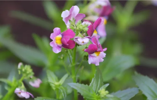 Elfenspiegel - Einpflanzen im Garten Elfenspiegel - Einpflanzen im Garten