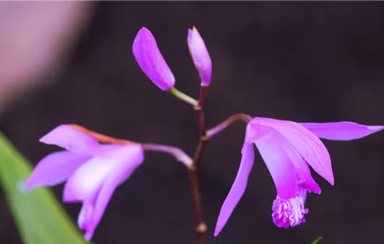 China-Orchidee - Einpflanzen im Garten China-Orchidee - Einpflanzen im Garten