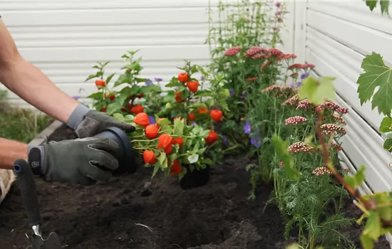 Physalis - Einpflanzen im Garten Physalis - Einpflanzen im Garten