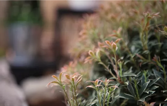 Japanisches Schattenglöckchen - Einpflanzen im Garten Japanisches Schattenglöckchen - Einpflanzen im Garten