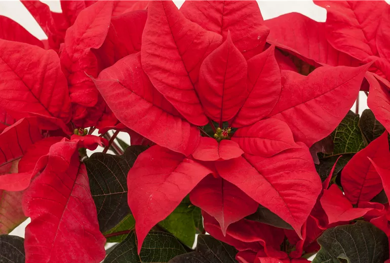 Euphorbia pulcherrima, rot Euphorbia pulcherrima, rot