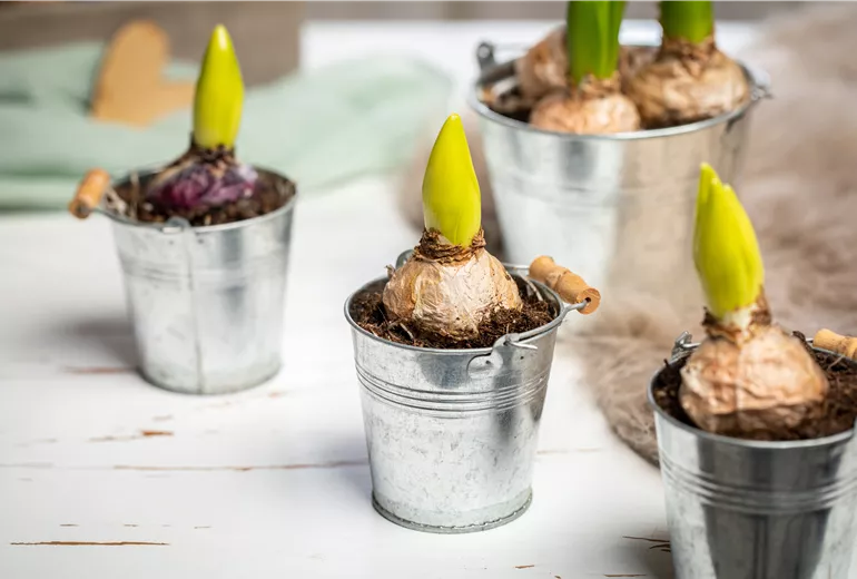 Frühblüher - Hyazinthen Frühblüher - Hyazinthen