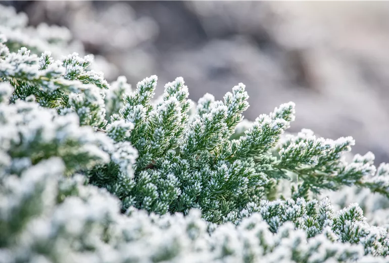 Raureif an Wacholder Raureif an Wacholder