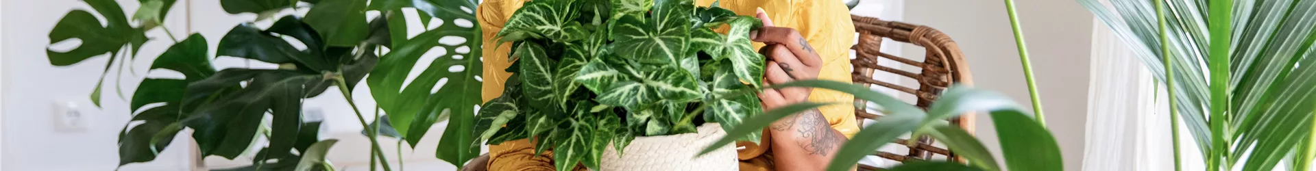 Jungle Ambiente - Frau im Wohnzimmer hält Pflanze Jungle Ambiente - Frau im Wohnzimmer hält Pflanze