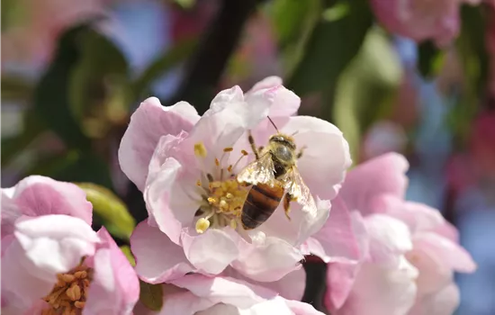 Erfolgreich bienenfreundliche Bäume und Sträucher anpflanzen Erfolgreich bienenfreundliche Bäume und Sträucher anpflanzen