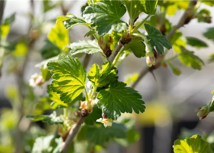 Stachelbeeren richtig pflanzen und pflegen Stachelbeeren richtig pflanzen und pflegen