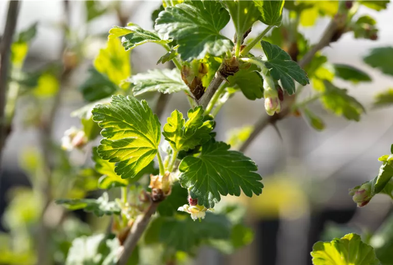 Ribes uva-crispa 'Redeva'(s) Ribes uva-crispa 'Redeva'(s)