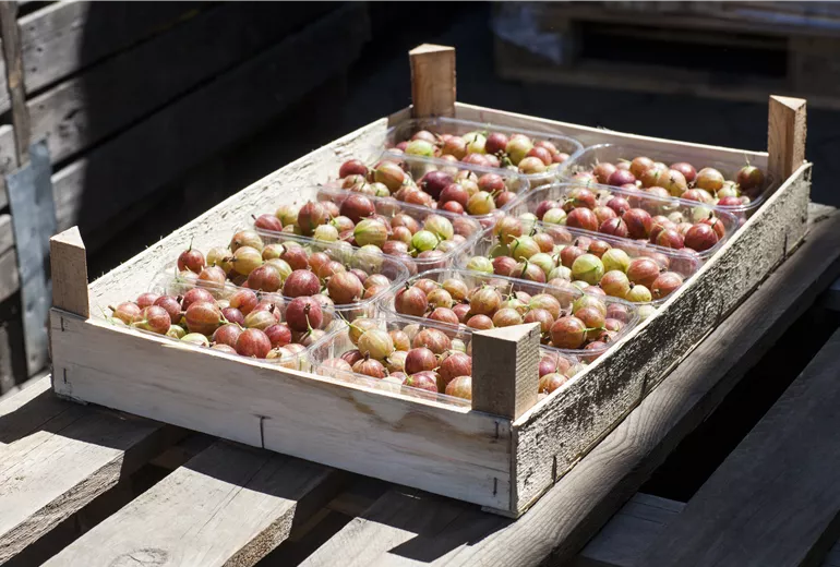Ribes uva-crispa Ribes uva-crispa