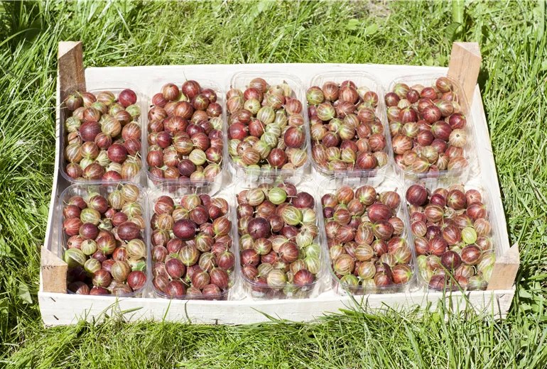 Ribes uva-crispa Ribes uva-crispa