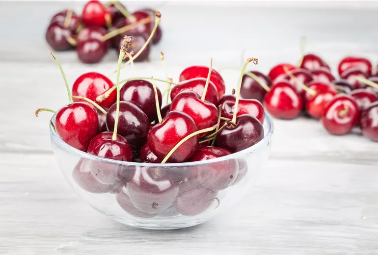 Prunus avium Prunus avium