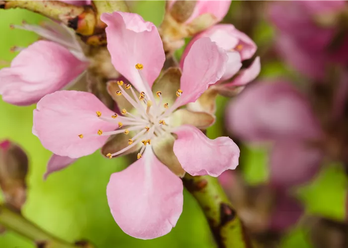 Gesund und lecker: Die Mandeln vom Mandelbaum aus dem Garten Gesund und lecker: Die Mandeln vom Mandelbaum aus dem Garten