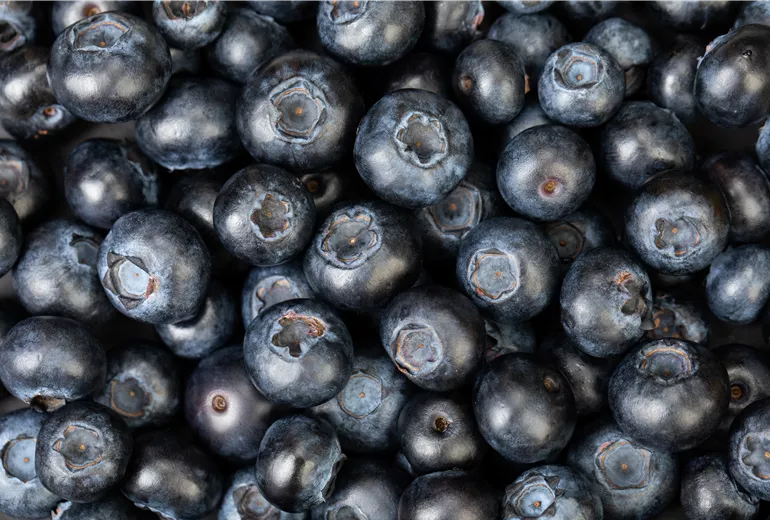 Heidelbeeren Heidelbeeren