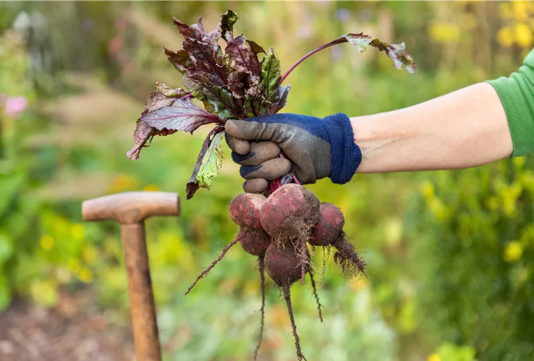 Gemüseernte - Rote Bete