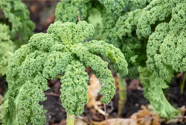 Brassica oleracea var. sabellica