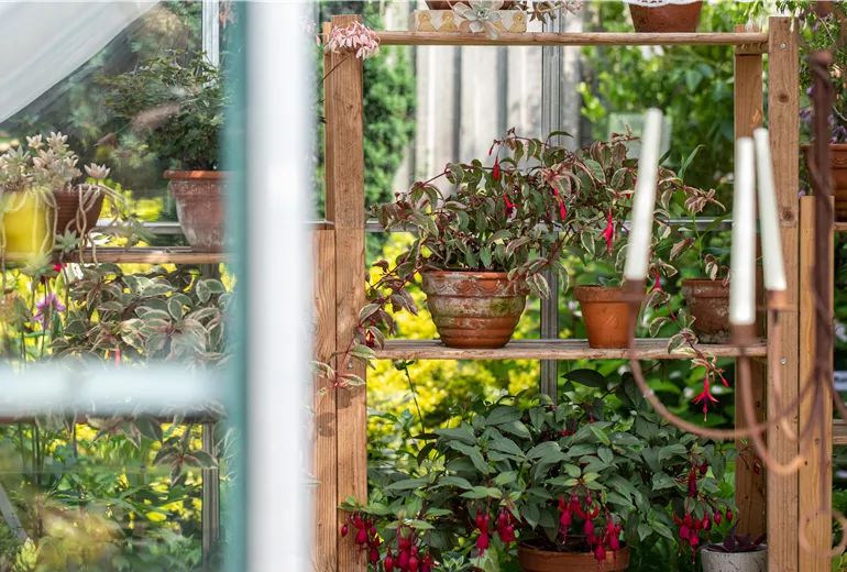 Gartenimpression - Topfbepflanzung