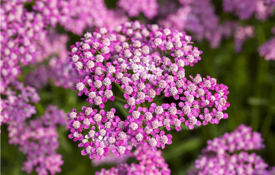 Achillea millefolium 'Lilac Beauty'