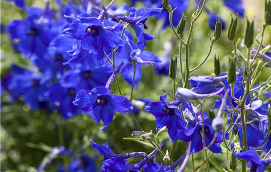 Delphinium B.-H. 'Völkerfrieden'