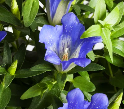 Gentiana acaulis Gentiana acaulis