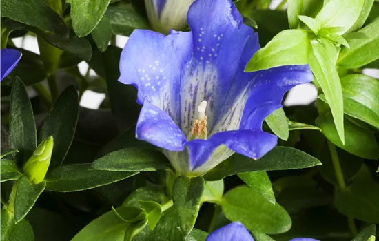 Gentiana acaulis