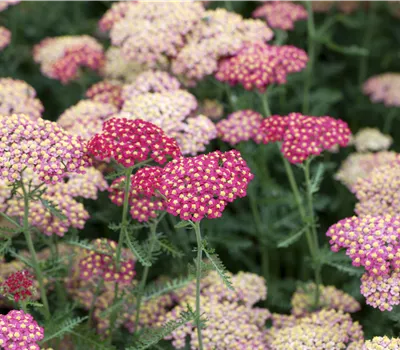 Achillea millefolium 'Paprika' Achillea millefolium 'Paprika'