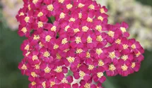 Schafgarbe 'Paprika'
