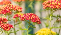 Schafgarbe 'Paprika'
