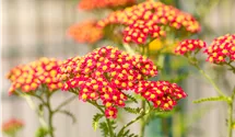 Schafgarbe 'Paprika'