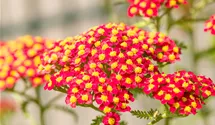 Schafgarbe 'Paprika'