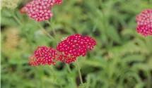 Schafgarbe 'Paprika'