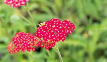 Schafgarbe 'Paprika'
