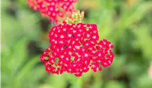 Schafgarbe 'Paprika'
