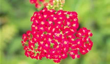 Schafgarbe 'Paprika'