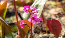 Bergenie/Bergenia/-40cm/sonnig-halb