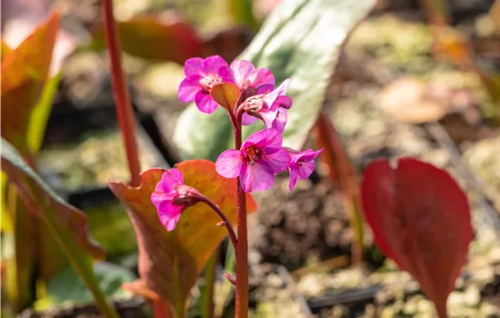 Bergenia H.-C. 'Morgenröte' Bergenia H.-C. 'Morgenröte'