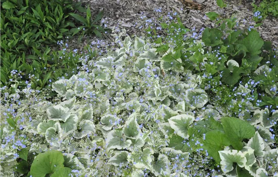 Brunnera macrophylla 'Variegata'