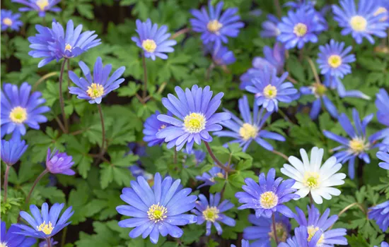 Anemone blanda 'Blue Shades'