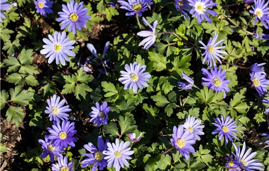 Anemone blanda 'Charmer'