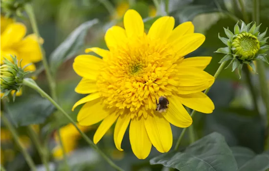 Helianthus 'Double Whammy'
