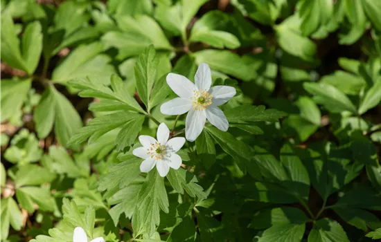 Anemone nemorosa