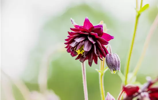 Aquilegia 'Black Barlow'