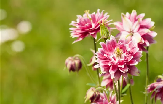 Aquilegia 'Nora Barlow'