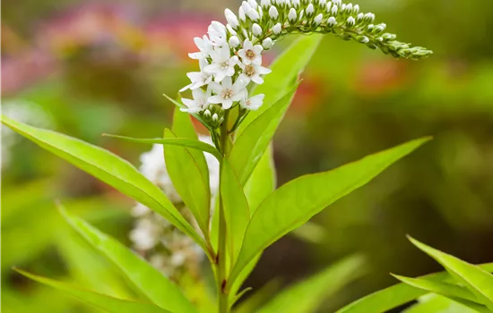 Lysimachia clethroides Lysimachia clethroides