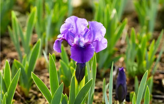 Iris pumila 'Truly'