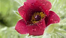 Anémone pulsatille 'Red Bell'